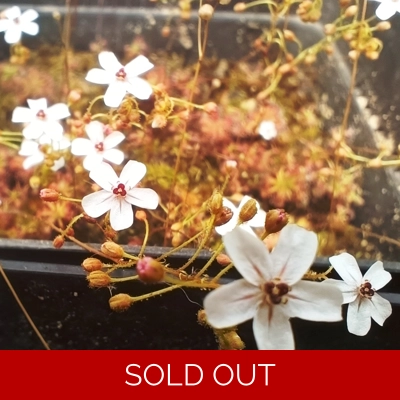 Drosera allantostigma, 10+ gemmae